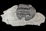 Partial, Eldredgeops Trilobite Fossil - New York #138794-1